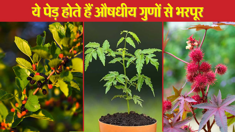 नीम-अरंडी-शहतूत: ये पेड़ होते हैं औषधीय गुणों से भरपूर