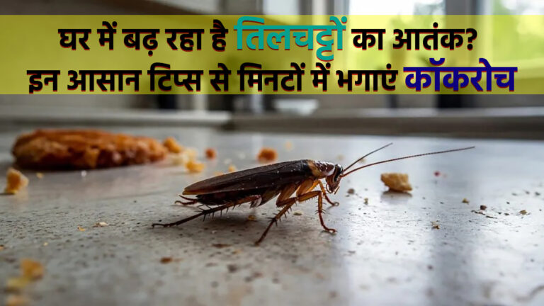 घर में बढ़ रहा है तिलचट्टों का आतंक? इन आसान टिप्स से मिनटों में भगाएं कॉकरोच