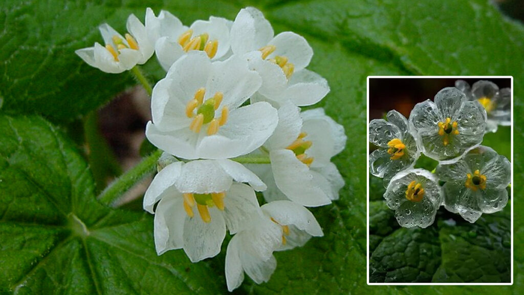 Skeleton Flower Facts: बारिश की बूंदें पड़ते ही कांच जैसा पारदर्शी हो जाता है यह फूल Skeleton Flower: पानी पड़ते ही पारदर्शी होने वाला अनोखा फूल