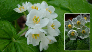 Skeleton Flower: पानी पड़ते ही पारदर्शी होने वाला अनोखा फूल