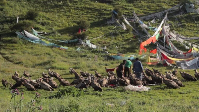 कांप उठेगी रूह: यहां मौत के बाद गिद्धों को खिलाया जाता है इंसानी शव!