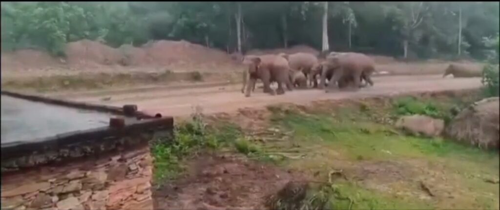 सरायकेला में हाथी का कहर, सो रहे परिवार के घर में घुसकर मचाई भारी तबाही