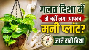 मनी प्लांट के लिए वास्तु टिप्स
